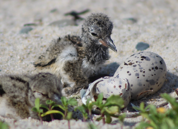 Tidal Trek - Shorebird Walk - Great Point Properties, Nantucket