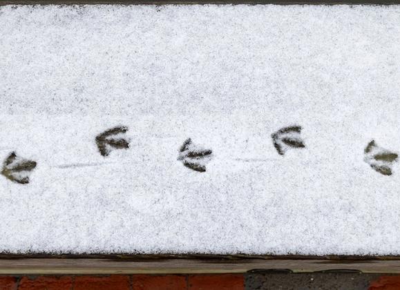 Winter Wildlife on Nantucket - Great Point Properties, Nantucket