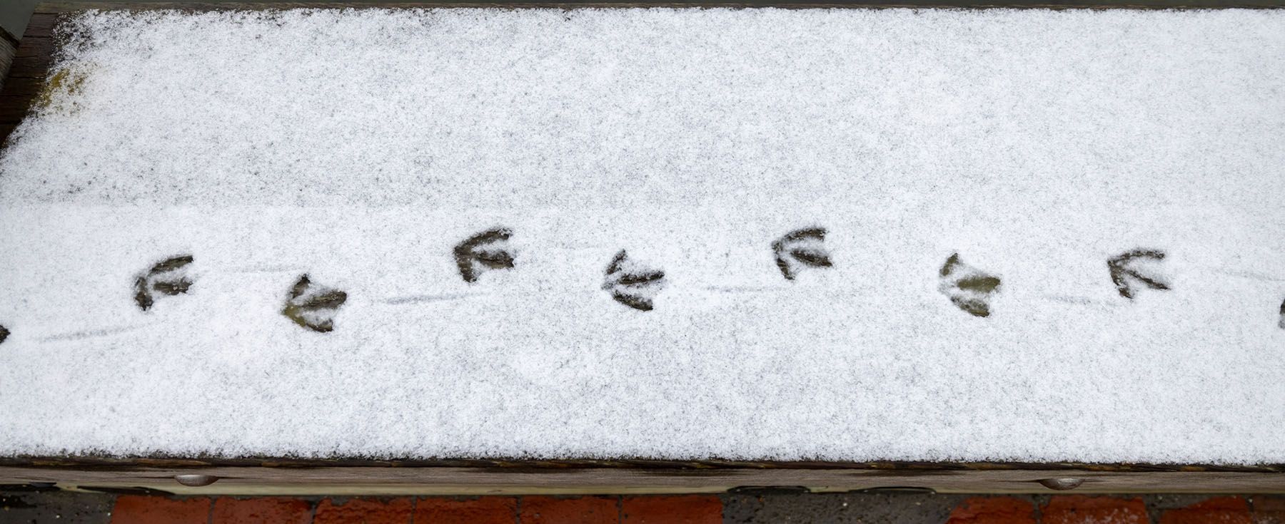 Winter Wildlife on Nantucket