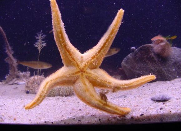 Night at the Aquarium - Great Point Properties, Nantucket