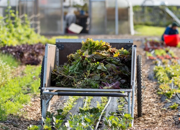 Sustainable Nantucket's Pop-Up Plant Sale - Great Point Properties, Nantucket