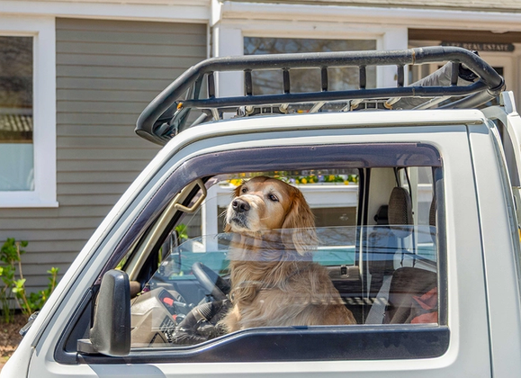 Discovering Dog-Friendly Beaches In Nantucket - Great Point Properties, Nantucket