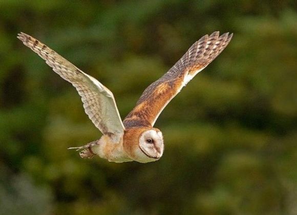 Owl Walk and Watch - Great Point Properties, Nantucket