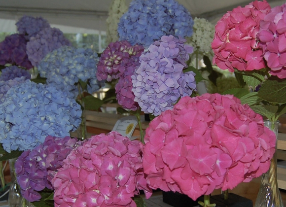 Green Thumb Flower Show - Great Point Properties, Nantucket