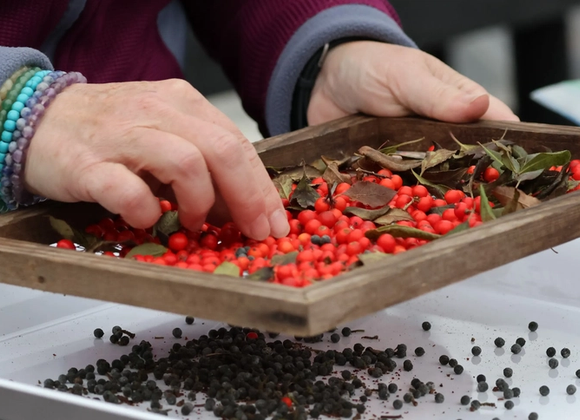 Sowing Seeds & Winter Plant Work with NCF - Great Point Properties, Nantucket
