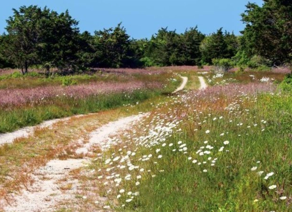 Linda Loring Nature Foundation Walk in Ruddick Commons - Great Point Properties, Nantucket