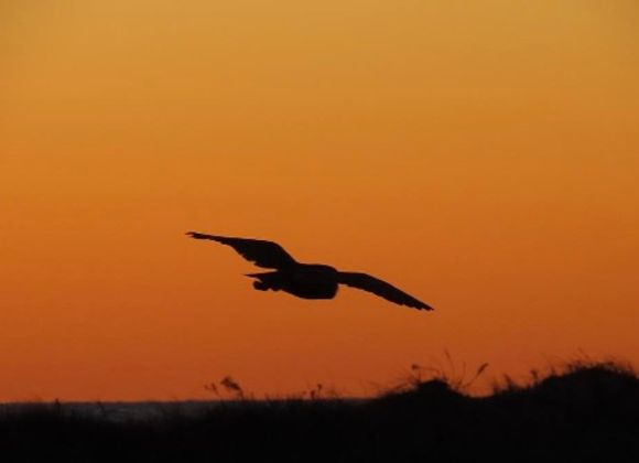 H'Owl Watch: Halloween Owl Watch - Great Point Properties, Nantucket