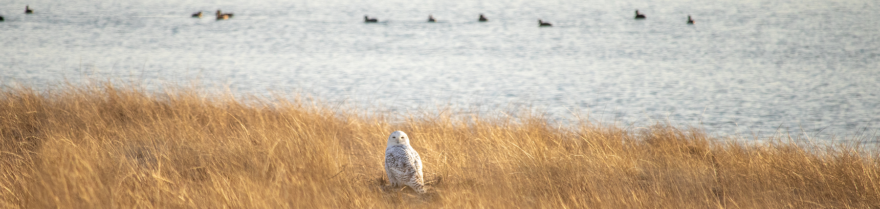 Nantucket Snowy Owls