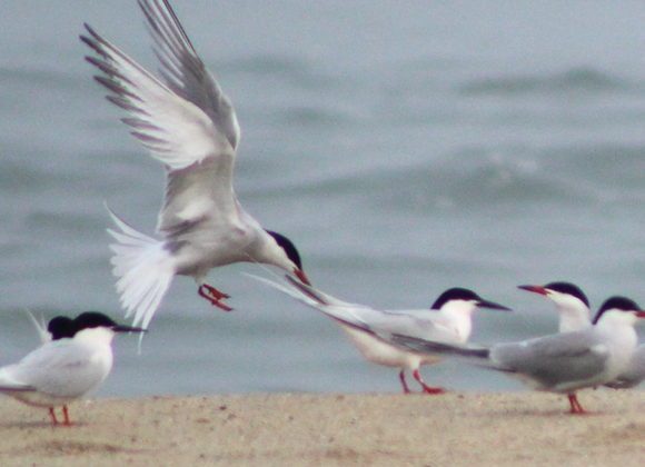 Tidal Trek - Migratory Shorebird Walk - Great Point Properties, Nantucket