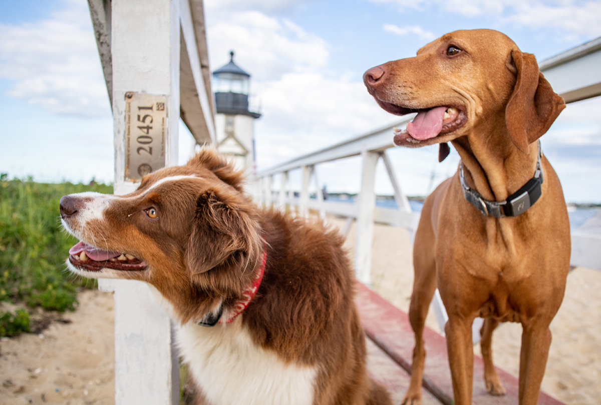 Take a picture in front of the iconic(and dog-friendly) Brant Point Lighthouse