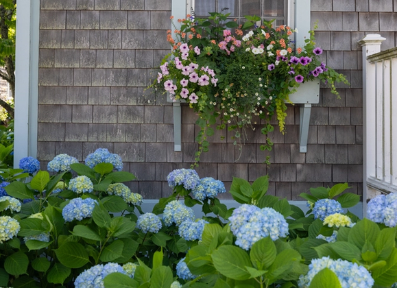 What's in Bloom? A Month-by-Month Guide to the Island's Flowers - Great Point Properties, Nantucket
