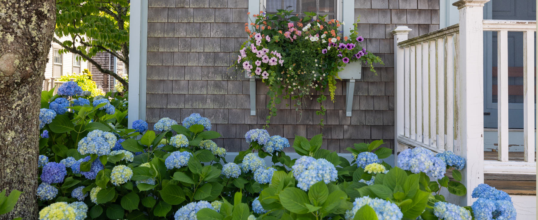 What's in Bloom? A Month-by-Month Guide to the Island's Flowers