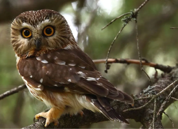 Nantucket Bird Walk - Great Point Properties, Nantucket