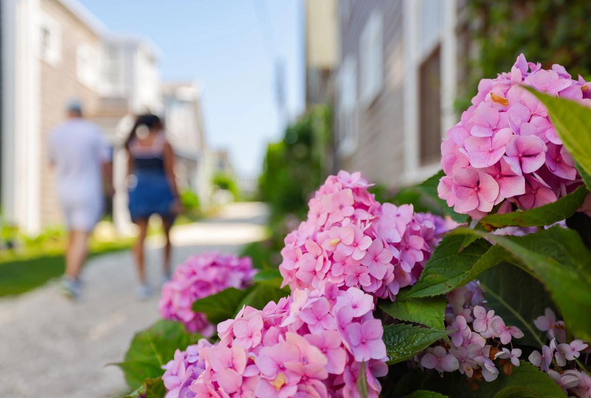 Explore the neighborhood in July, when the hydrangeas and rosa rugosa are in full bloom on the old fishing cottages