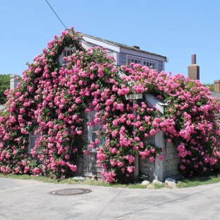 View the incredible roses that cover Sconset homes between late May and September