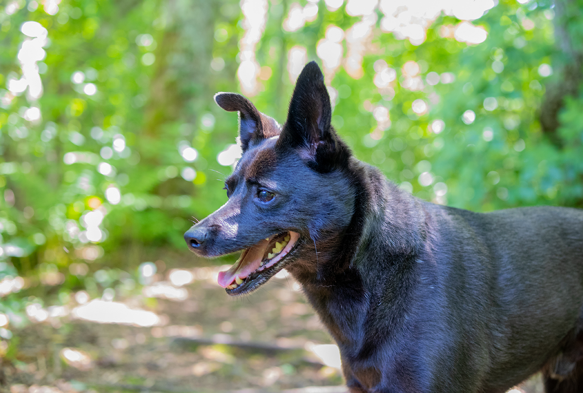 Check out the unique woodlands of Squam Swamp, a dog-friendly adventure