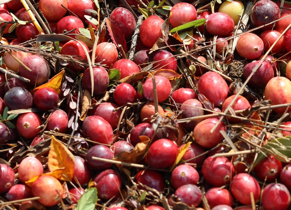 NCF Weekly Walks - Cranberry Harvest at Milestone Bog - Great Point Properties, Nantucket