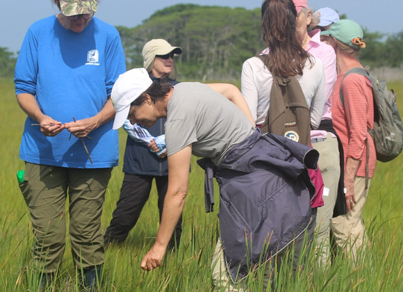 Tidal Trek - Folger's Marsh Restoration Walk - Great Point Properties, Nantucket