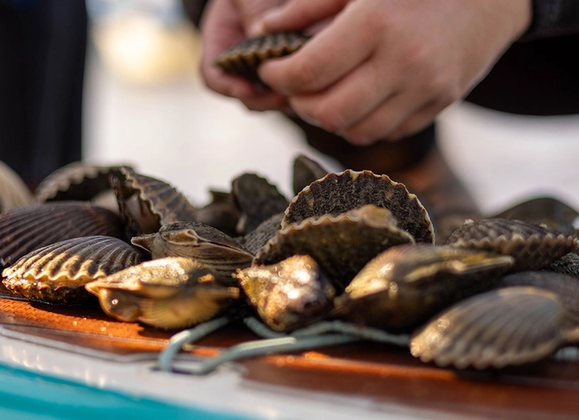 Scalloping Adventures on Nantucket: A Guide to the Perfect Day - Great Point Properties, Nantucket