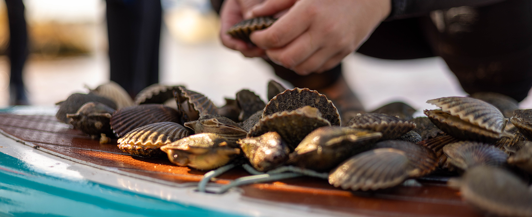 Scalloping Adventures on Nantucket: A Guide to the Perfect Day