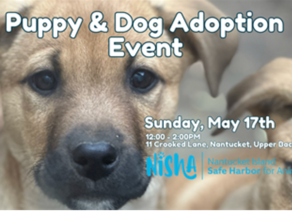 Adoption Event: Dog & Puppy Meet & Greet - Great Point Properties, Nantucket
