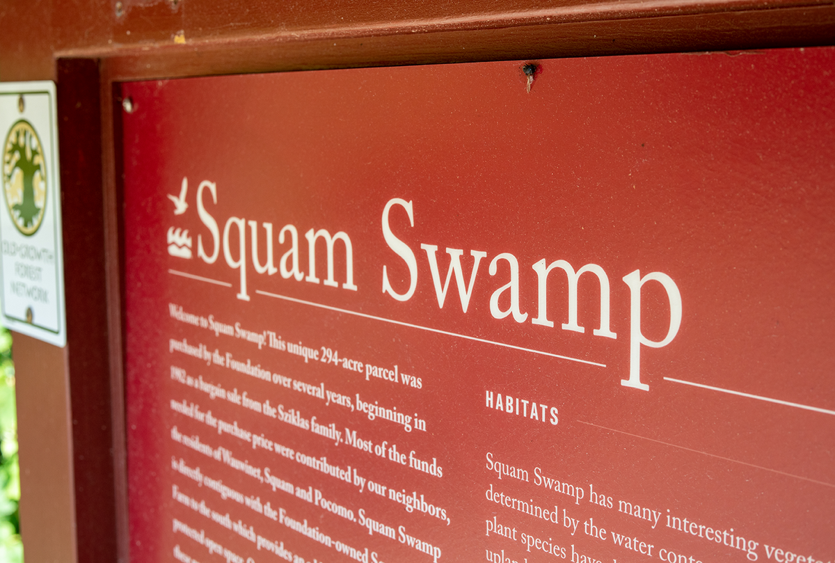 Hike Squam Swamp, a secluded favorite trail of GPP
