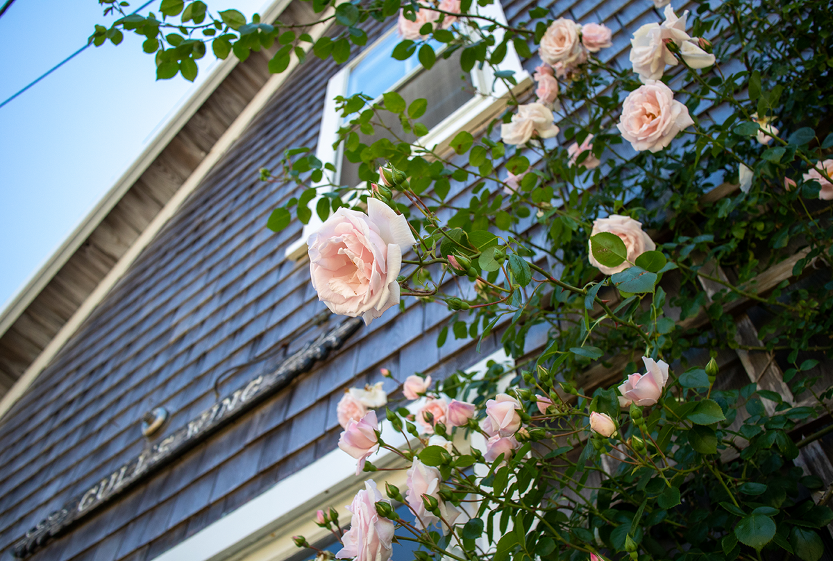 View the beloved Sconset roses that peak in July