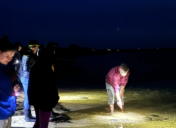 Tidal Trek - Nighttime Horseshoe Crab Walk - Great Point Properties, Nantucket