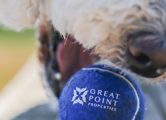 Top 10 Tips For Finding Pet-Friendly Nantucket Rentals - Great Point Properties, Nantucket