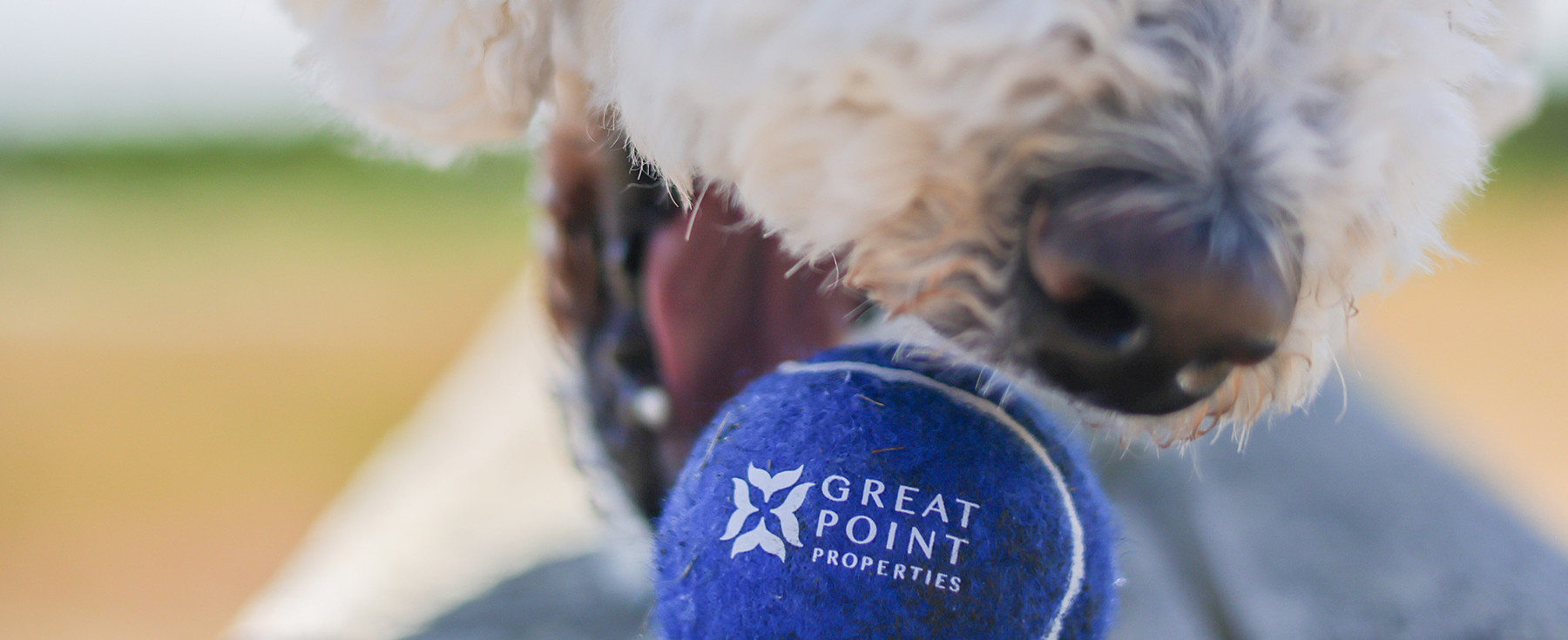 Top 10 Tips For Finding Pet-Friendly Nantucket Rentals