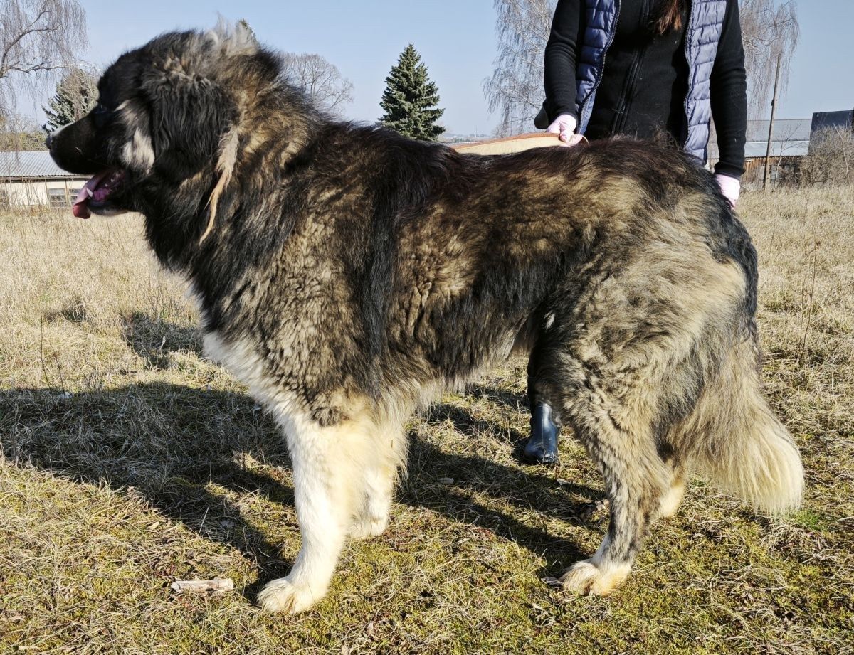 Matýsek, 5 let · pes · velký · kavkazský ovčák
