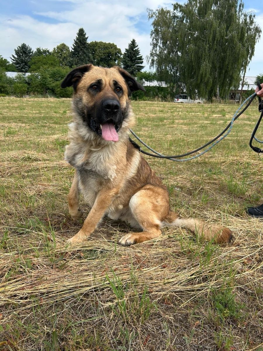 Scooby, asi 2 roky · pes · velký