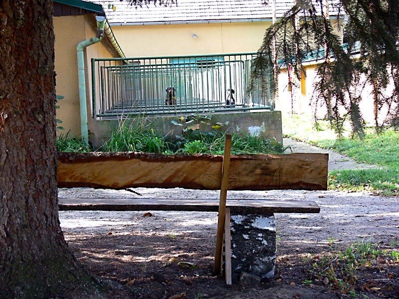 Kotce s venkovním výběhem