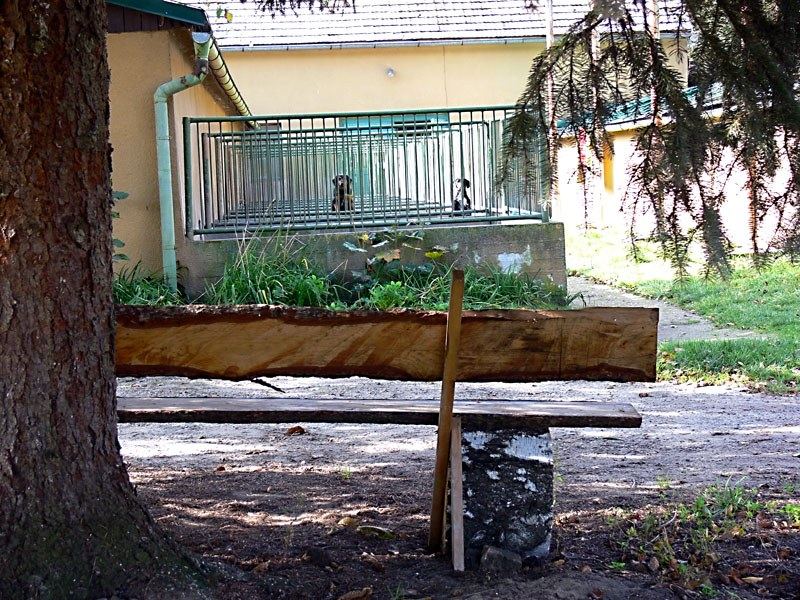Kotce s venkovním výběhem