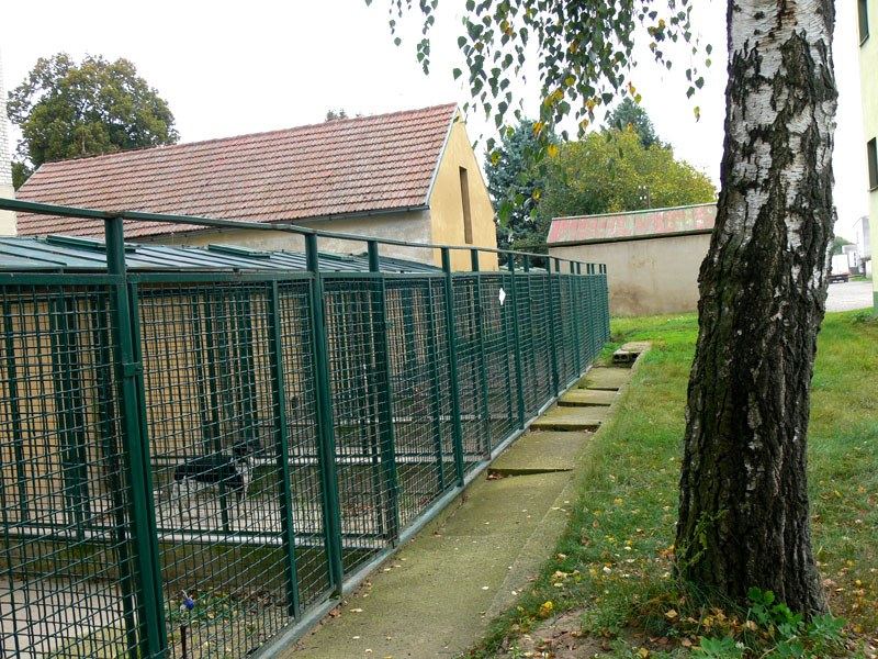 Kotce v zeleni vedle budovy útulku