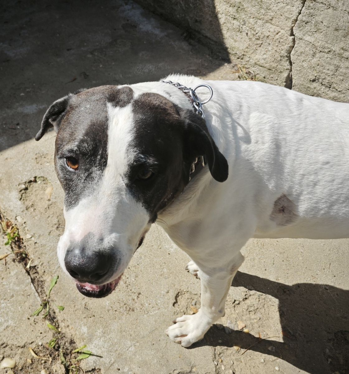 Charlie, 9 let · pes · střední