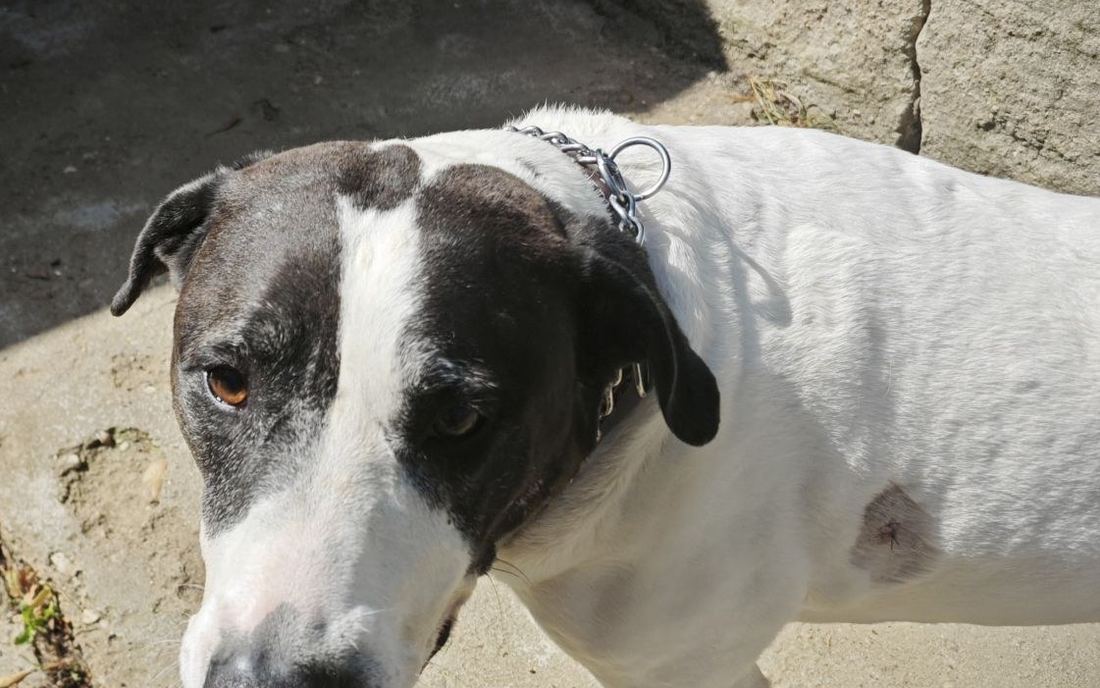 Charlie, devítiletý pes z útulku, se dívá do objektivu