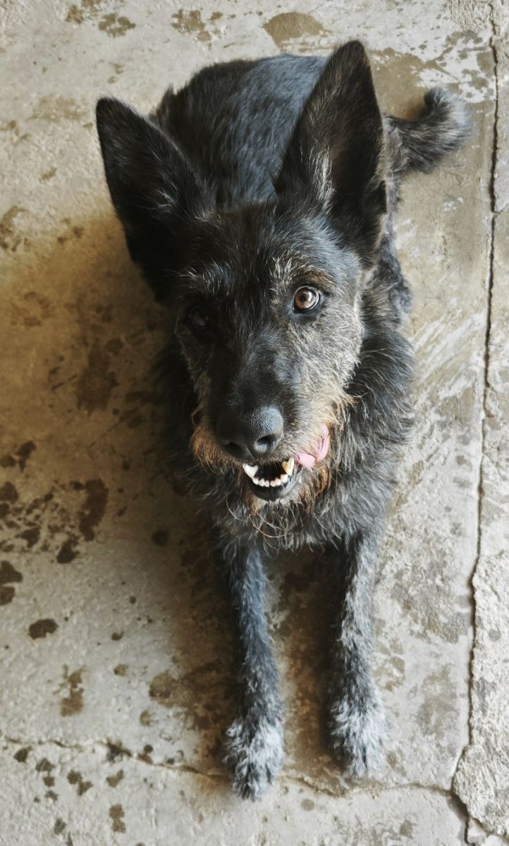 Amy, 3 roky · fena · velký · kříženka německého ovčáka