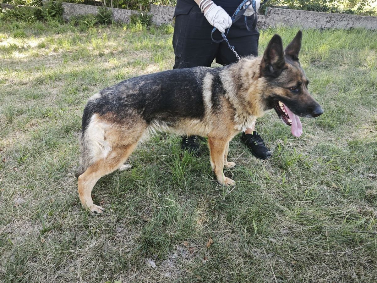 Asta, 1 až 2 roky · fena · velký · německý ovčák