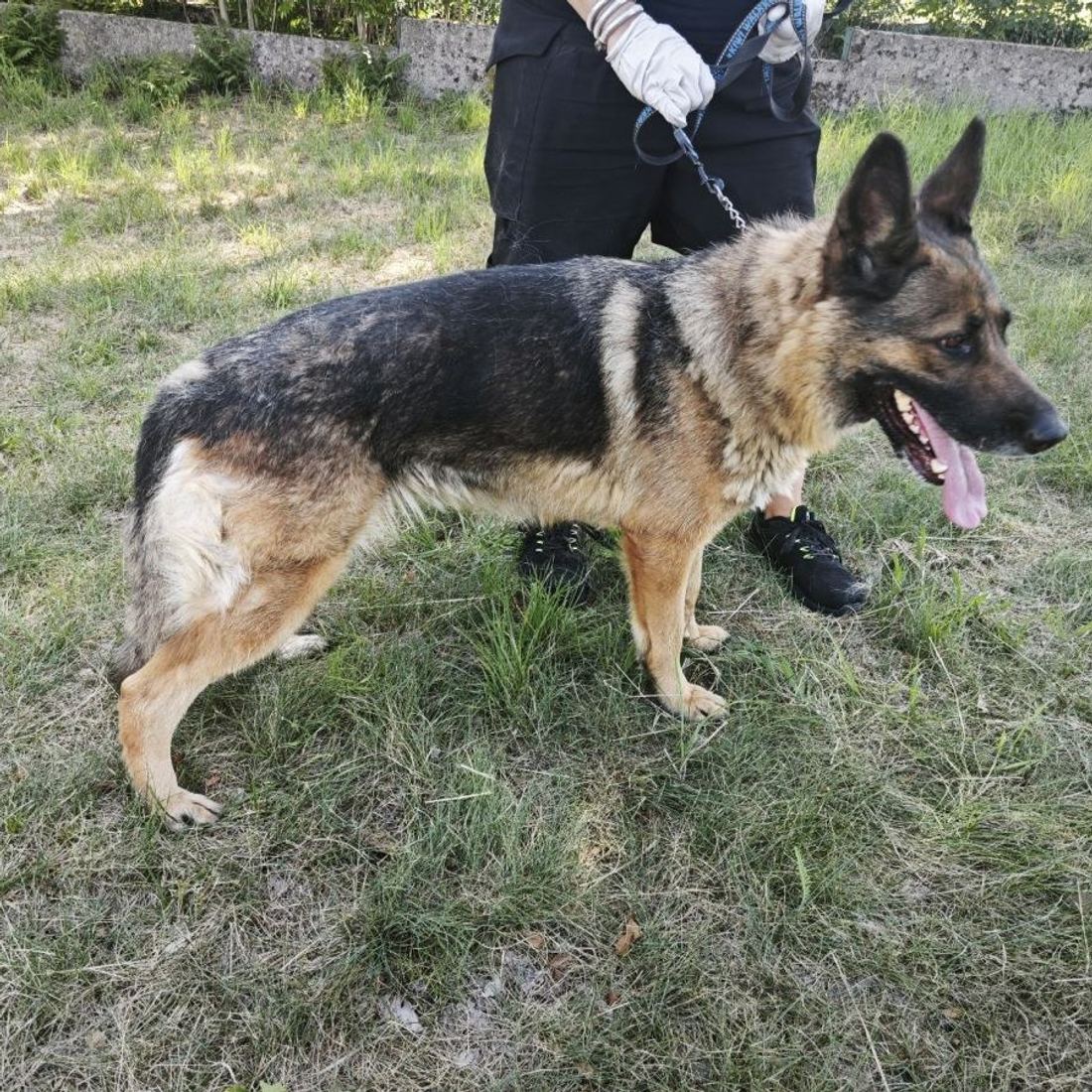 Asta, fotka 1 z 1