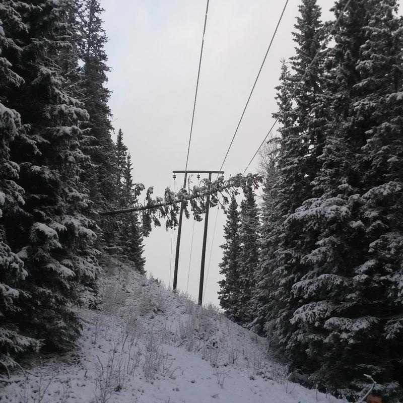 Grantre på strømlinje