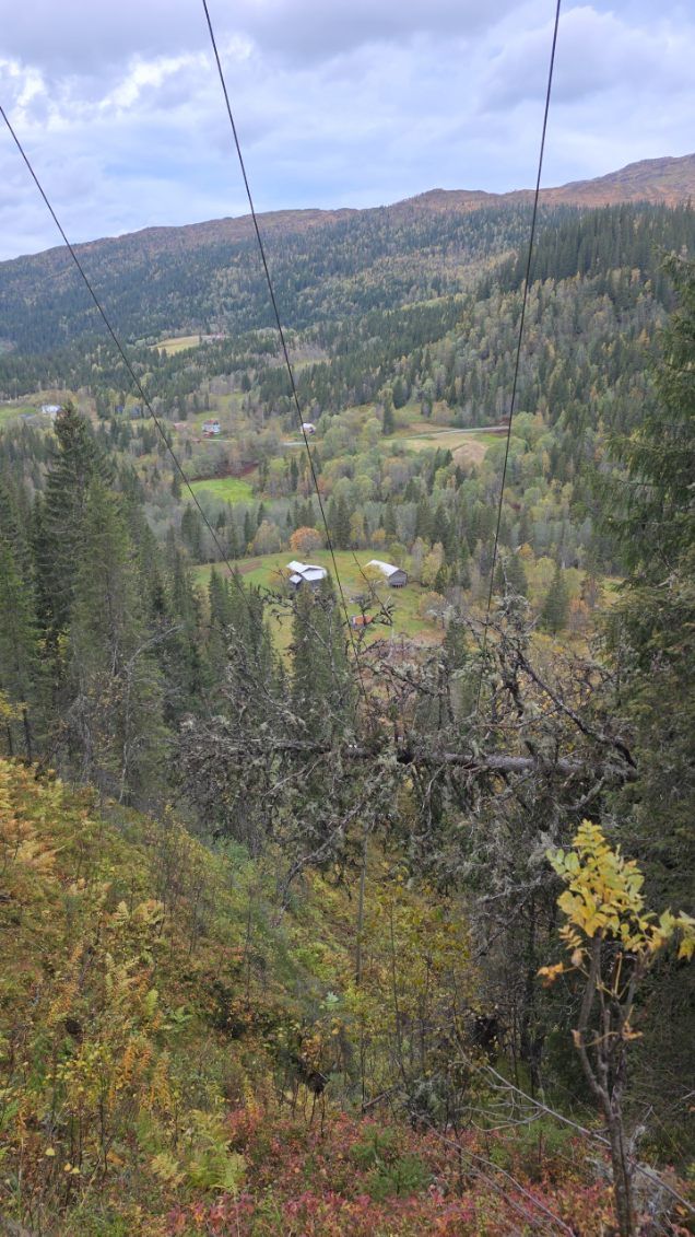 Her er et av mange trefall over linjenettet på Helgeland