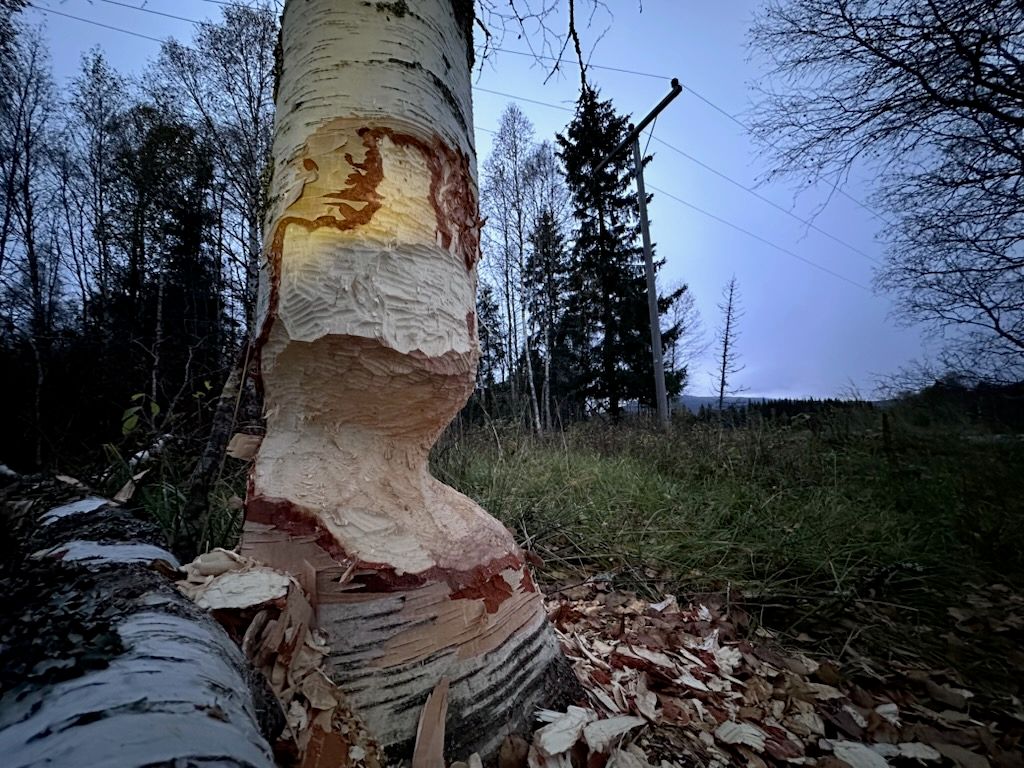 Hjelpsom bever skapte strømbrudd for 58 kunder i Grane