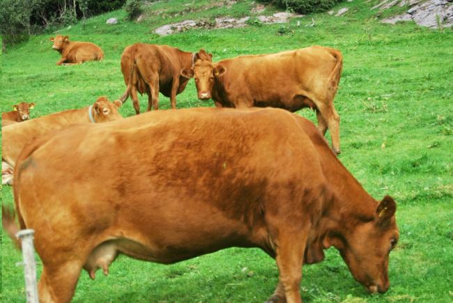 Kyr som beiter om sommeren