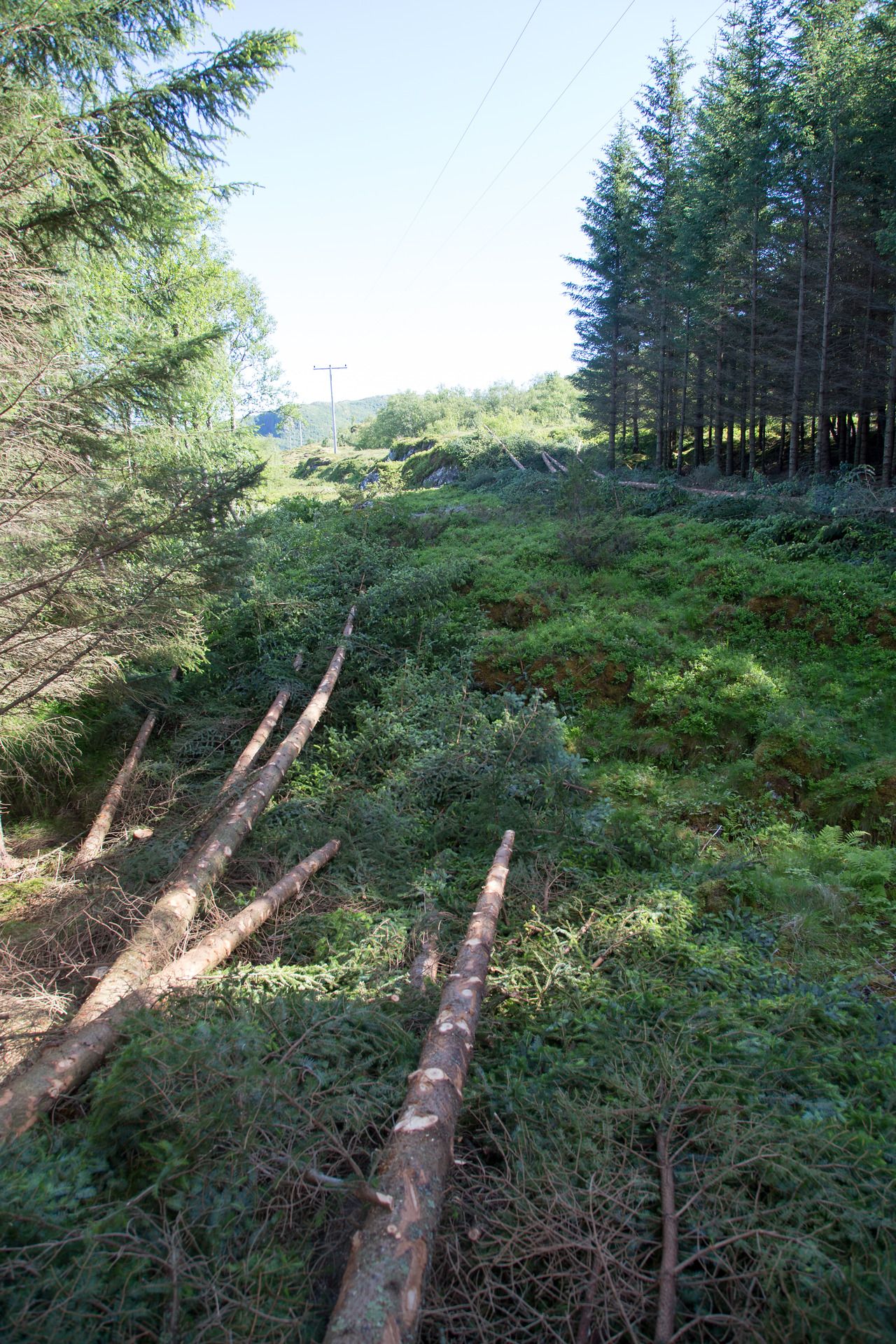 Skogrydding i Fagervika