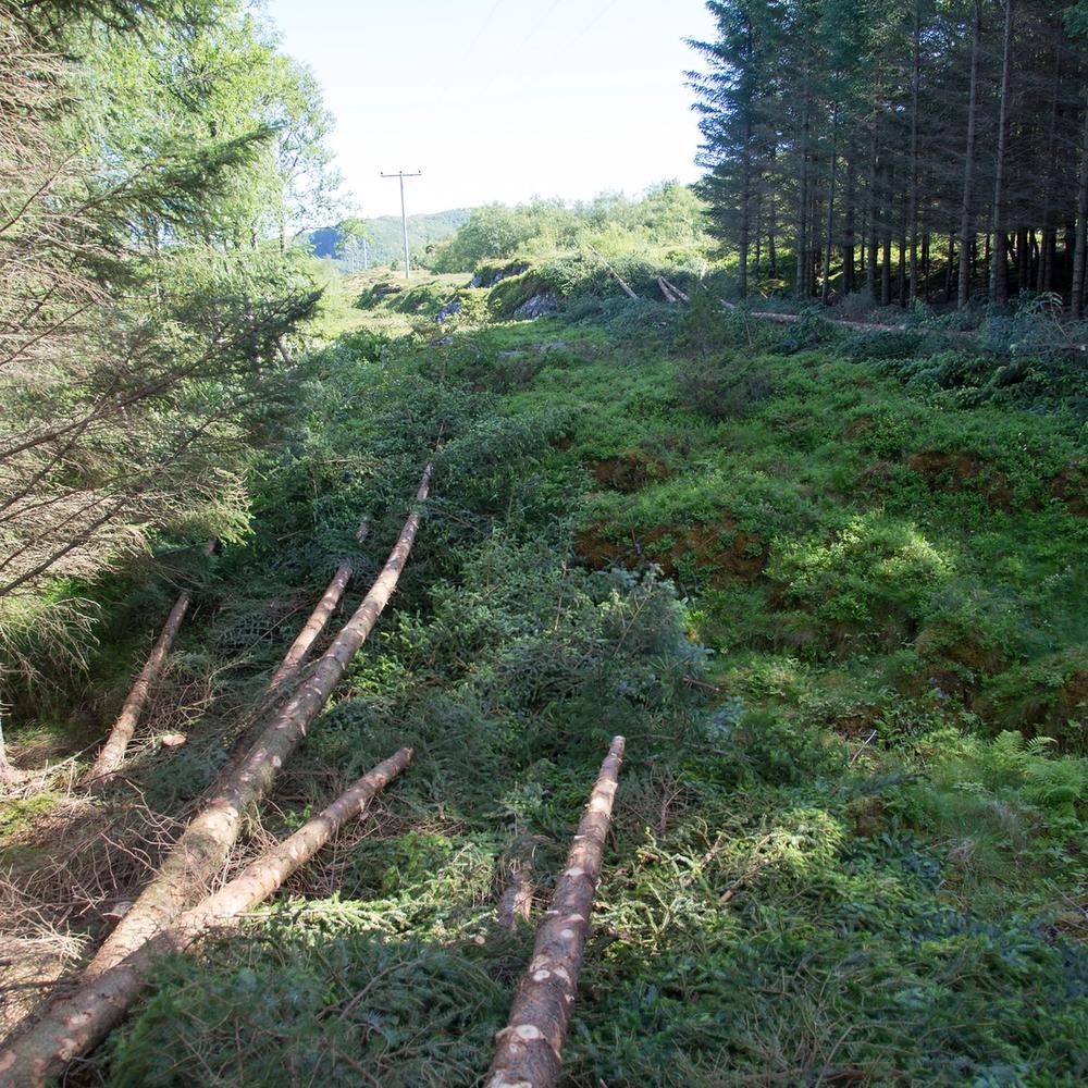 Skogrydding i Fagervika