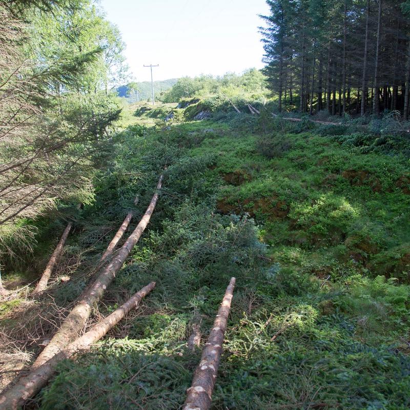 Skogrydding i Fagervika