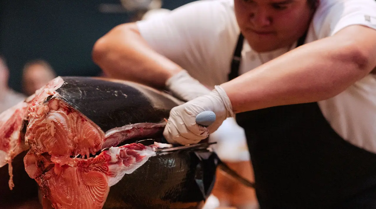 A chef is meticulously filleting a large tuna fish, concentrating on making a precise cut.