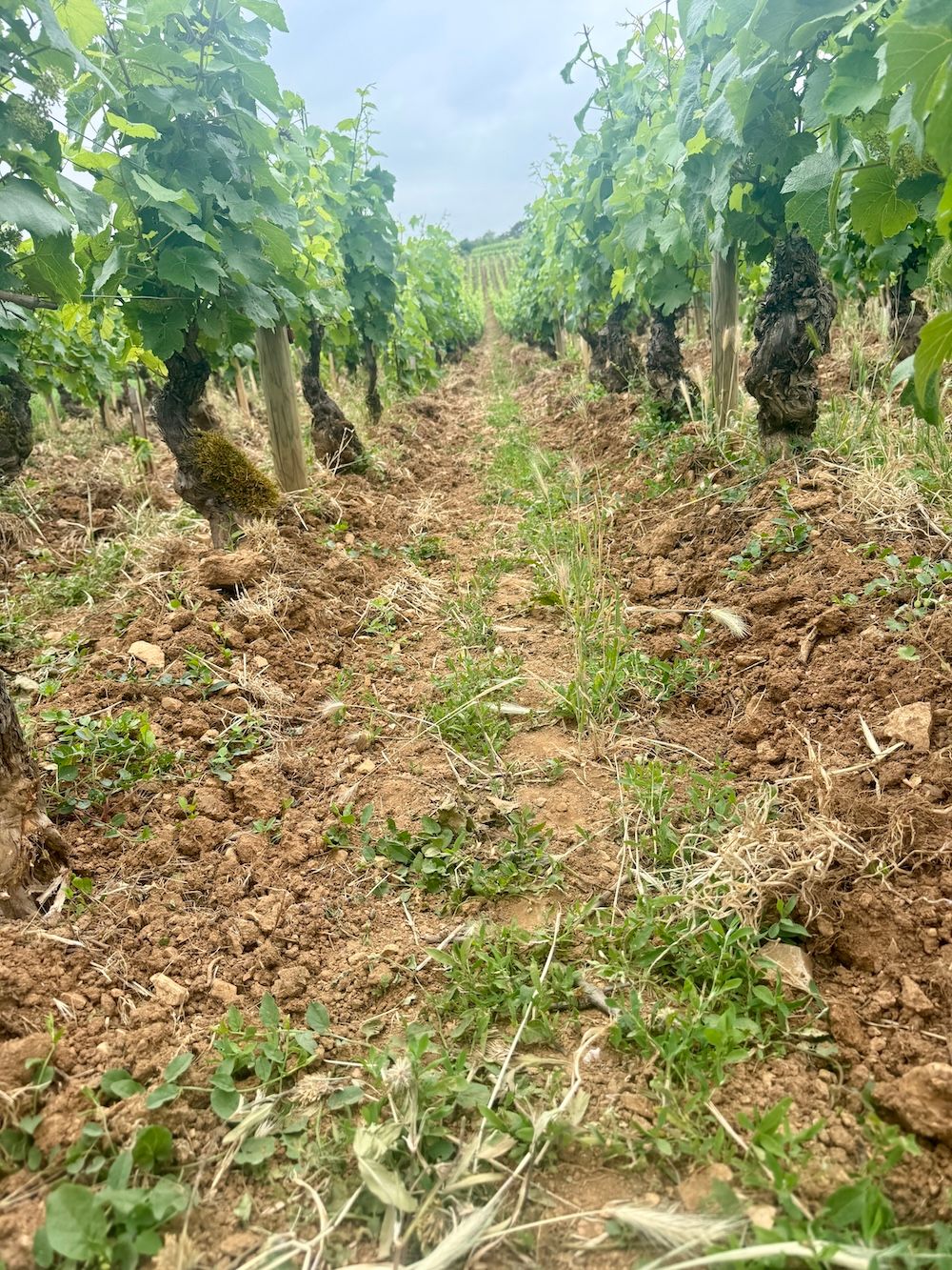 Burgundy Dirt