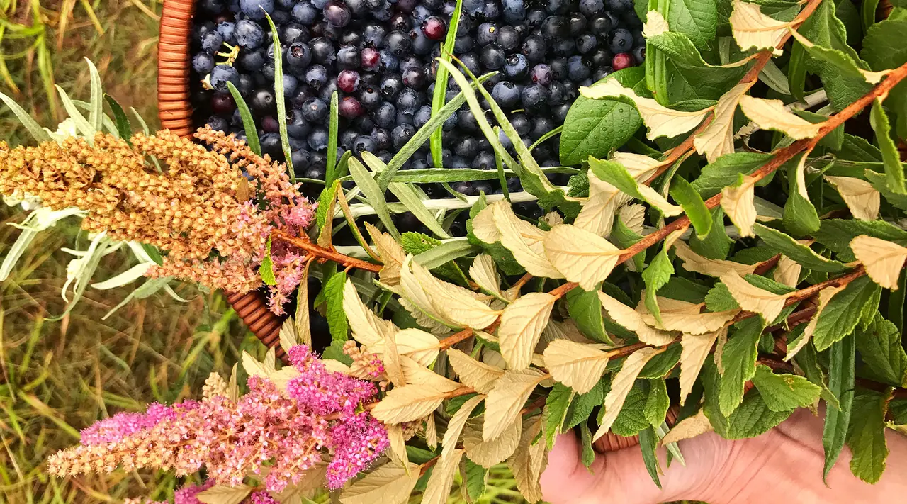 A variety of freshly harvested plants including blueberries, grains, and flowers laid out across the image.